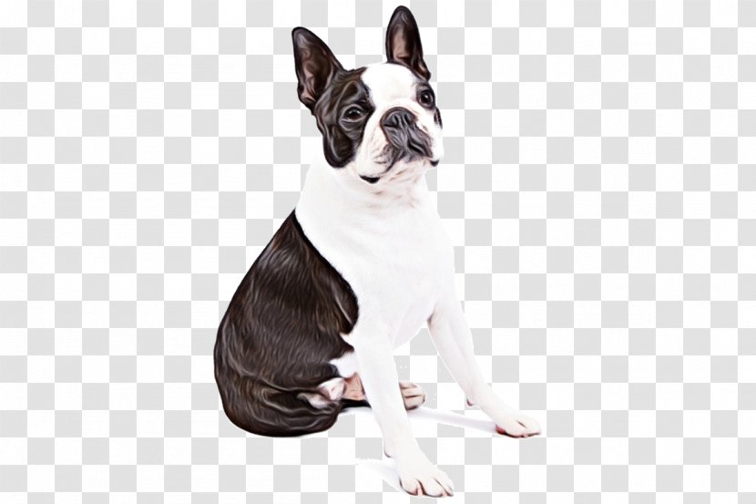 Dog Sitting - Terrier - Animal Figure Fawn Transparent PNG