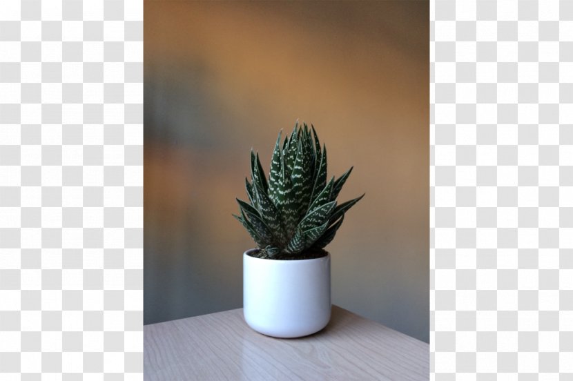 Houseplant Flowerpot Agave INAV DBX MSCI AC WORLD SF Aloe Vera - SUCULENTA Transparent PNG