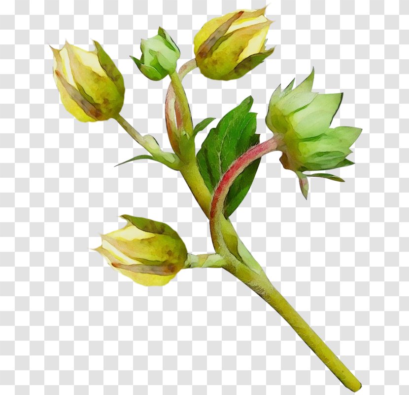 Flower Flowering Plant Bud Pedicel - Cut Flowers Tulip Transparent PNG