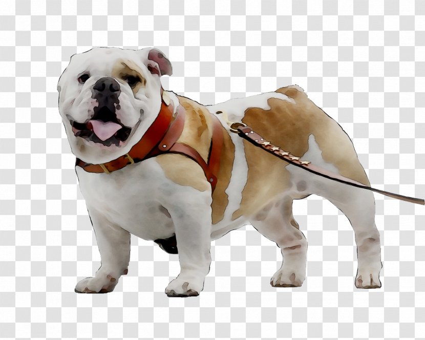 Olde English Bulldogge Toy Bulldog Dog Breed Companion - Collar - Old Transparent PNG
