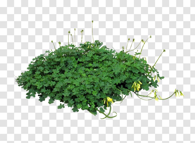 Lawn Kale Raised-bed Gardening - Rendering - Lilies Transparent PNG