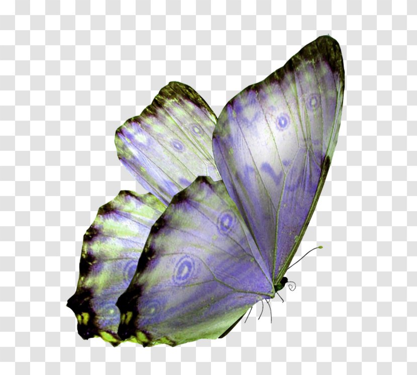 Glasswing Butterfly Monarch Clip Art - Invertebrate Transparent PNG