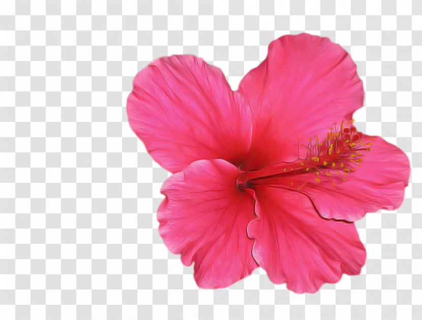 Petal Flower Pink Hawaiian Hibiscus Hibiscus Transparent PNG