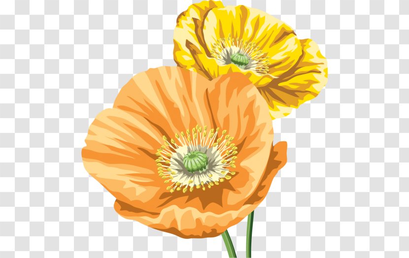 Common Poppy Download Clip Art - Poppies - Cut Flowers Transparent PNG