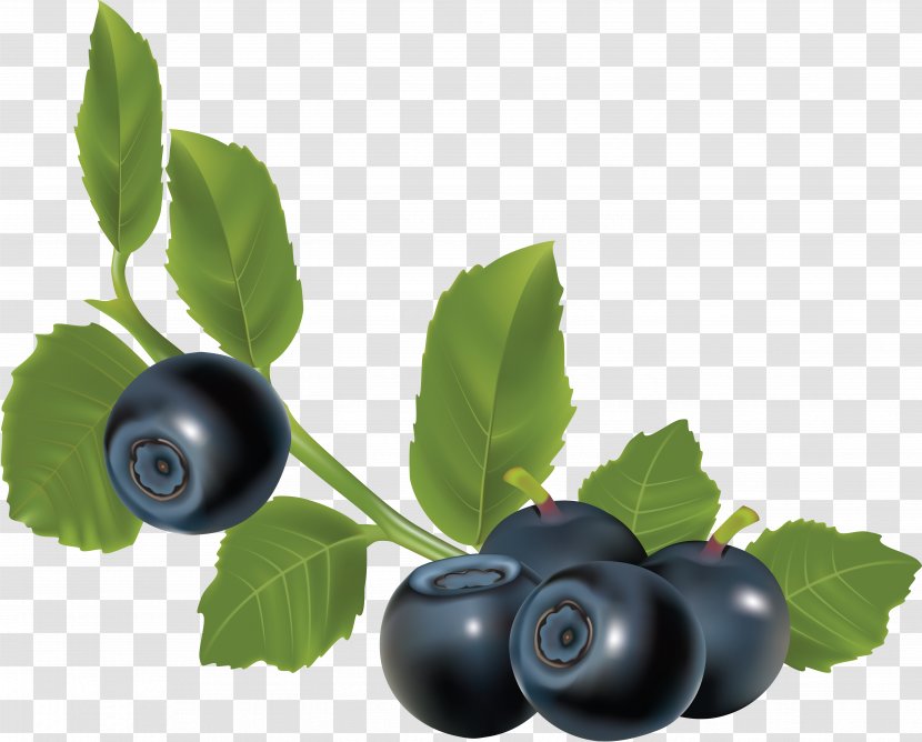 Berry Euclidean Vector Download Clip Art - Gooseberry - Blueberries Transparent PNG