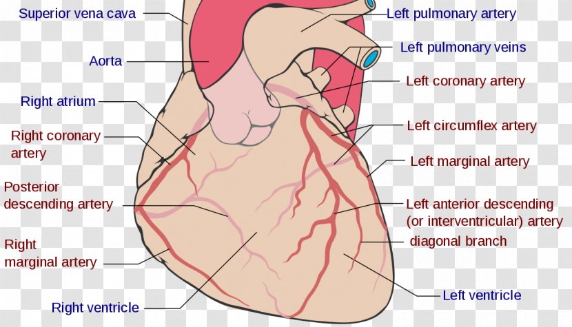 Coronary Circulation Right Artery Arteries Left Disease - Tree - Anatomy Transparent PNG