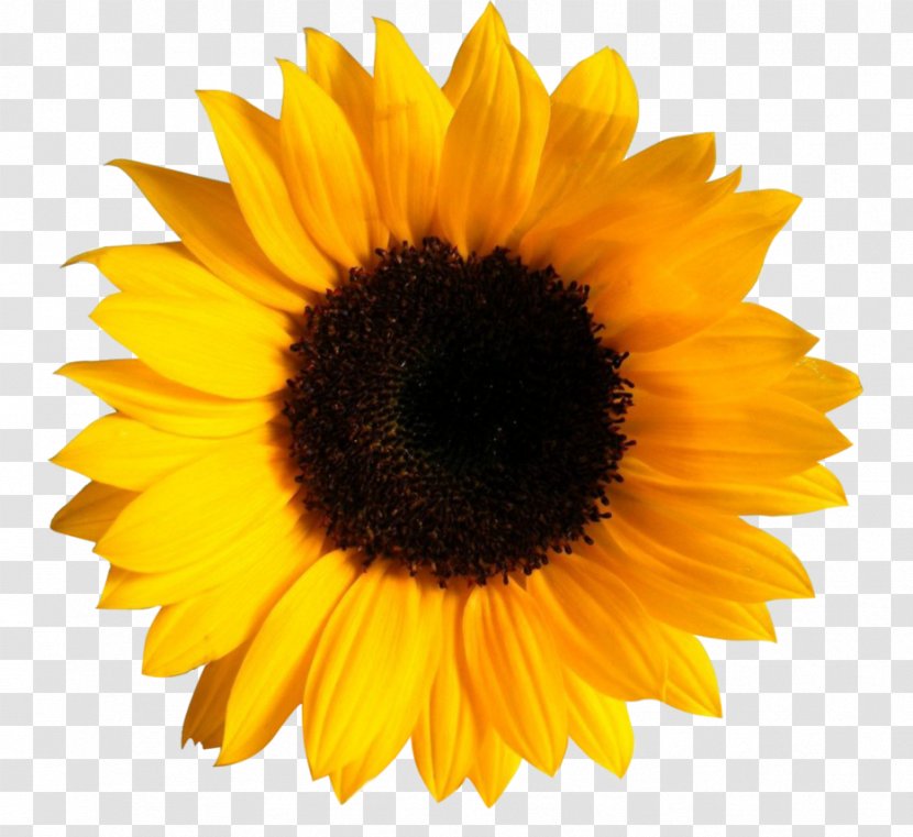 Clip Art Transparency Image Common Sunflower - Daisy Family - Vector Transparent PNG