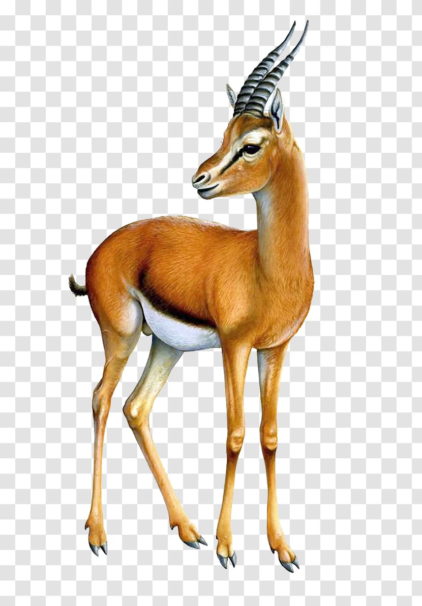 Gazelle Antelope Clip Art - Sticker - Transparent Image Transparent PNG