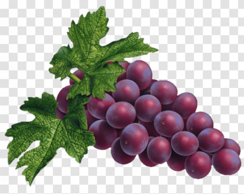 Common Grape Vine Douce Noir - Vitis Transparent PNG
