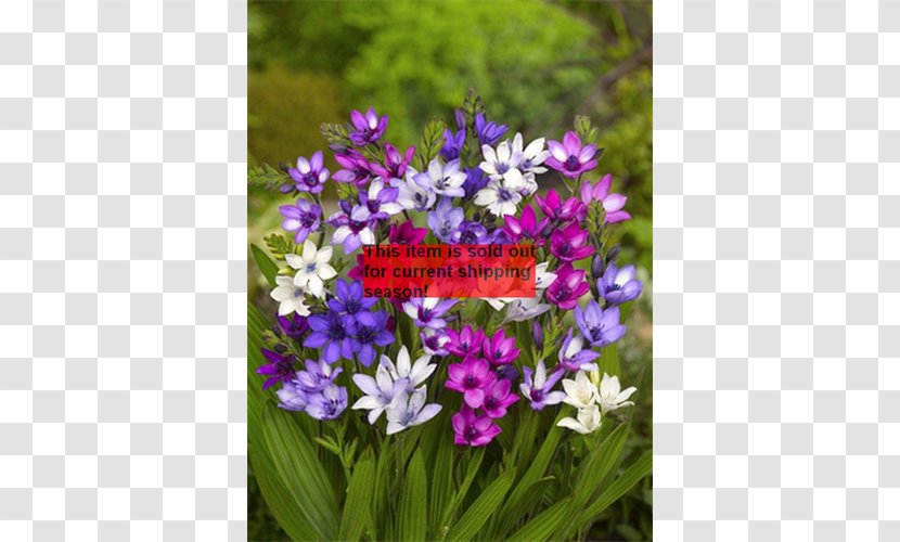 Babiana Stricta Bulb Corm Plant Genus Transparent PNG