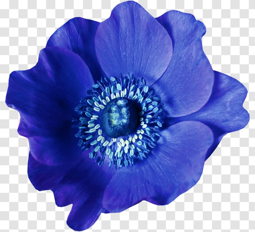 Blue Flower Raster Graphics - Color Transparent PNG