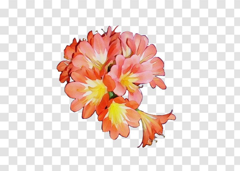 Floral Design Cut Flowers Petal Flowering Plant - Peony Transparent PNG