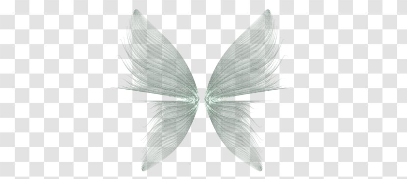 Clip Art - Drawing - Wing Transparent PNG