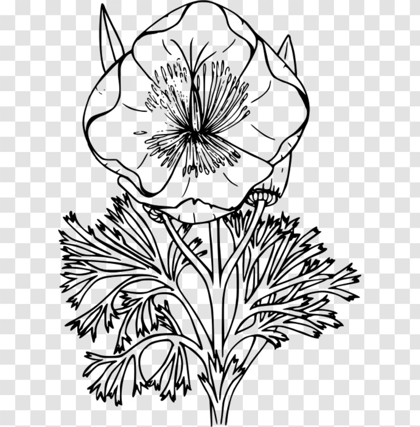 California Poppy Coloring Book Drawing - Wildflower - Flowers Anchor Transparent PNG