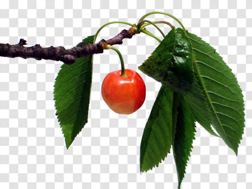 Cherry Fruit Of The Holy Spirit Cerasus Clarofolia Leaf - Branch - Passion Transparent PNG