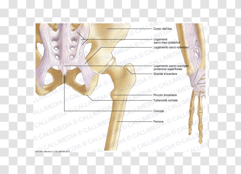 Iliopectineal Line Pelvis Bone Hip Anatomy - Tree - Chinese Bones Transparent PNG