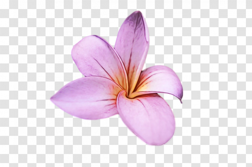 Flower Lilac M Petal Close-up Transparent PNG