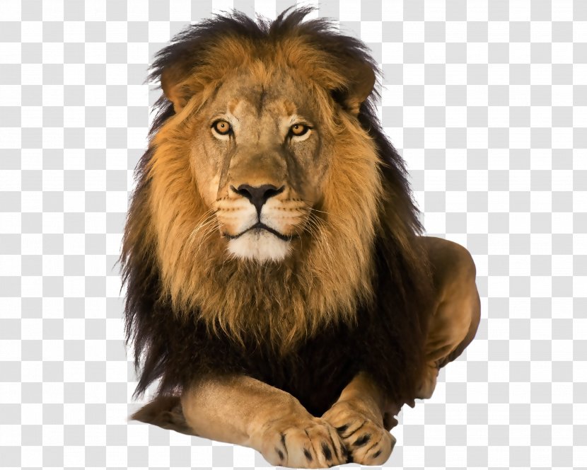 Malama Umoyo Cottages Safari Leadership Training Travel - Amazing Lion Clipart Transparent PNG