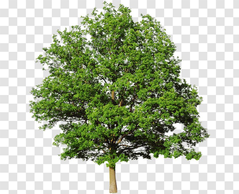 Stock Photography White Oak Tree Royalty-free - Plant - Transparent Transparent PNG
