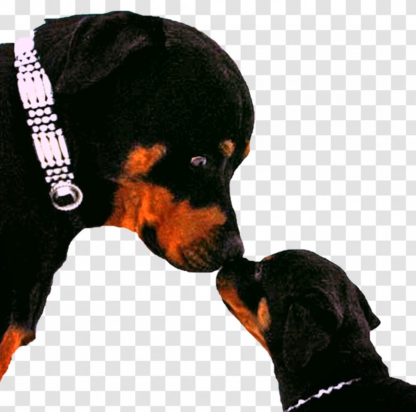 Black And Tan Coonhound Dog Breed Austrian Hound Rottweiler Puppy Transparent PNG