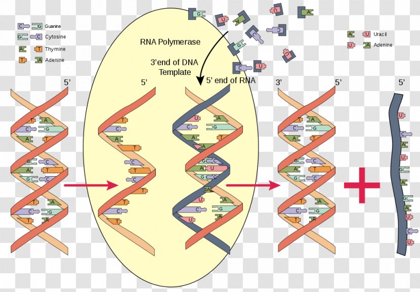 RNA Polymerase Nucleic Acid DNA - Rna Transparent PNG