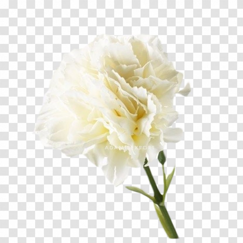 Carnation Artificial Flower White Bouquet - Petal - Dianthus Caryophyllus Nana Dianthus_caryophyll Transparent PNG