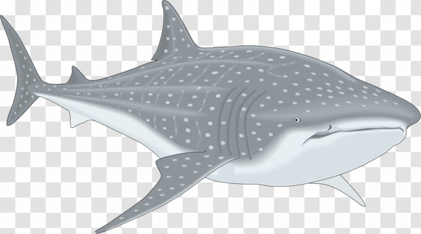 Whale Shark Clip Art - Sharks Transparent PNG