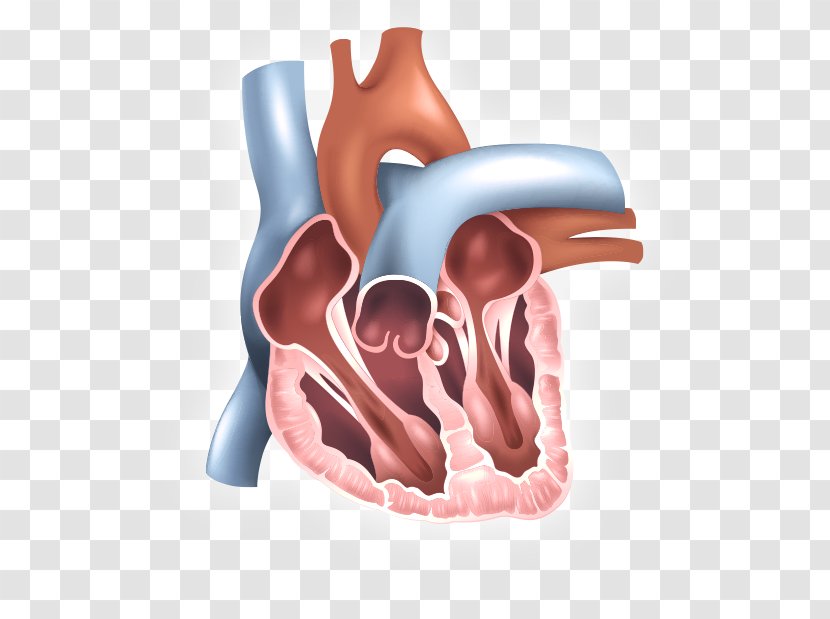 Inferior Vena Cava Filter Superior Venae Cavae Vein - Frame - Human Heart Transparent PNG