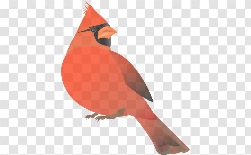 Bird Northern Cardinal Beak Songbird - Perching Transparent PNG