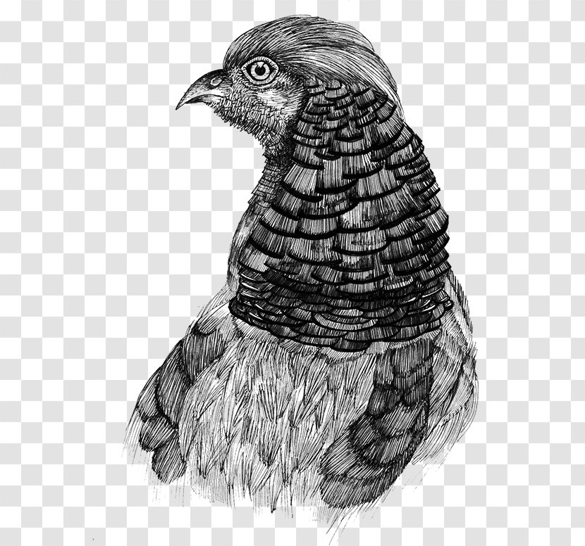 Hawk Eagle Landfowl Buzzard Beak - Ave Mamiferos Transparent PNG