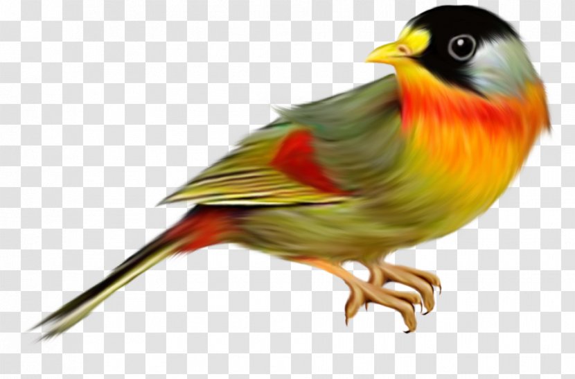 Bird - Organism - European Robin Transparent PNG