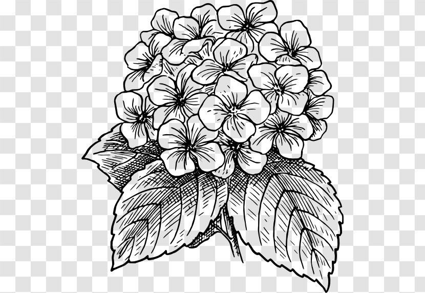 French Hydrangea Drawing Serrata Clip Art - Wikimedia Commons - Color Sangge Flower Transparent PNG