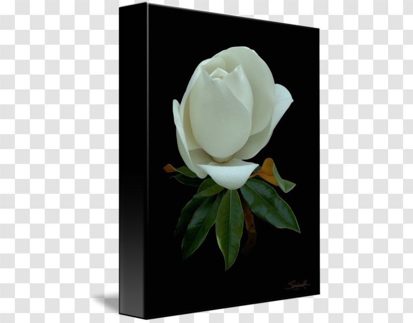Still Life Photography Gardenia Magnolia Family Cut Flowers - Buds Transparent PNG