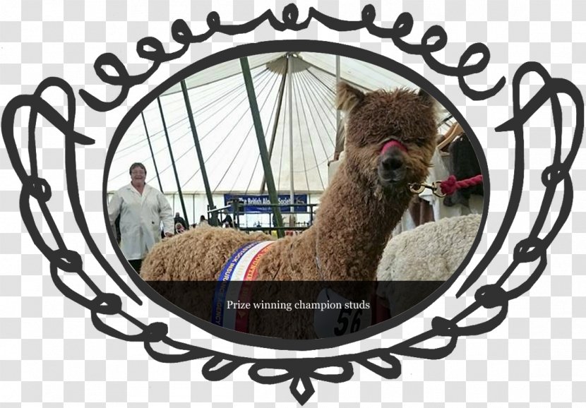 Lucky Tails Alpaca Farm Camel Pet Livestock - Like Mammal Transparent PNG