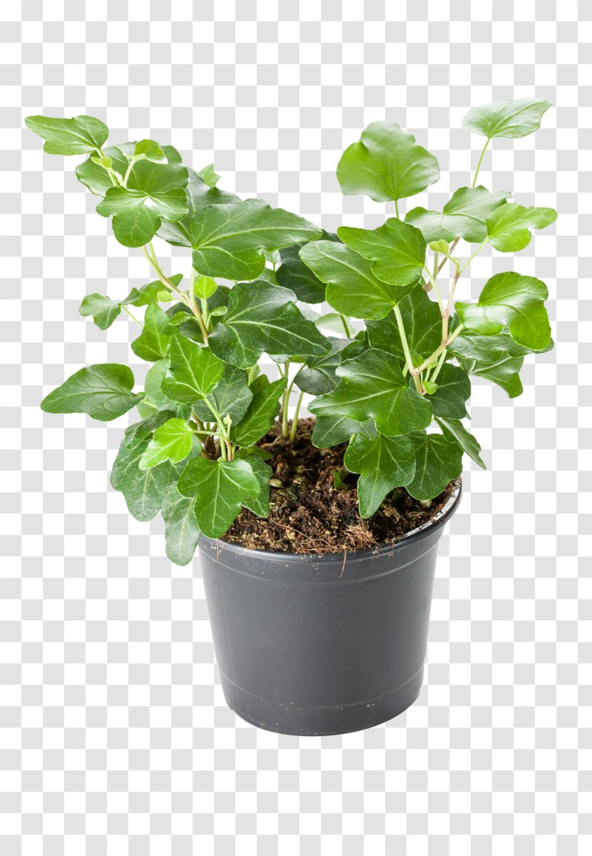 Common Ivy Houseplant Fatshedera Lizei Geraniums - Flowerpot - Plant Transparent PNG