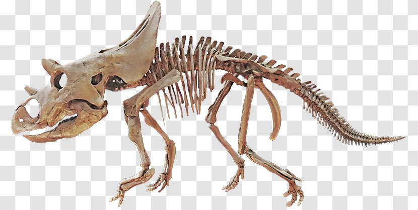 Agujaceratops Late Cretaceous Velociraptor Horned Dinosaurs - Wikipedia - Dinosaur Transparent PNG