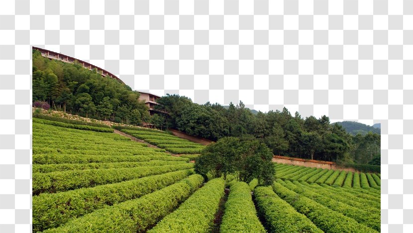 Tea Garden Download - Landscape - Green Material Transparent PNG