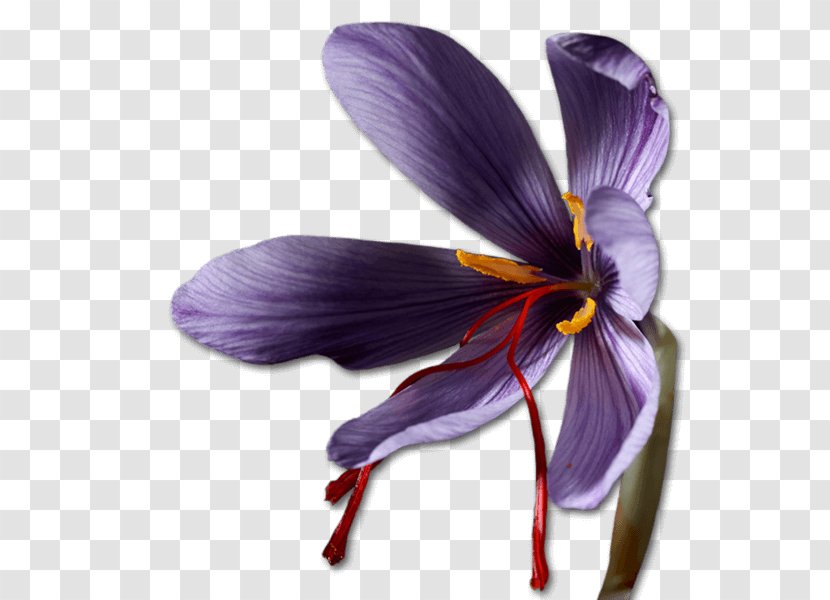 Saffron Crocus Bulb Violet Iridaceae Transparent PNG
