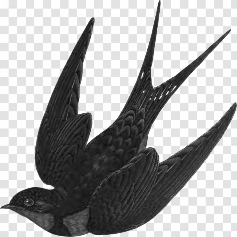 Barn Swallow Bird Flight Clip Art - Bald Eagle Transparent PNG