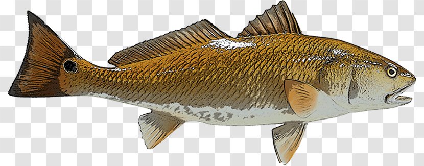 Perch Redfish Red Drum Fishing - Saltwater Fish Transparent PNG