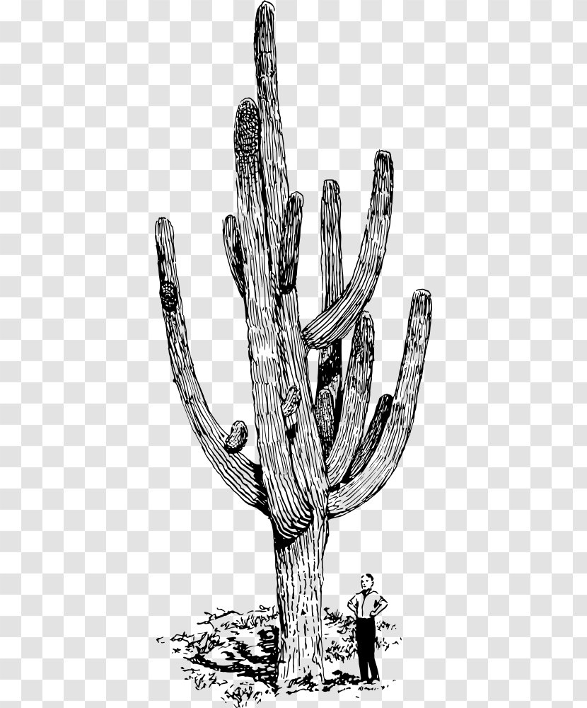 Saguaro Cactaceae Drawing Clip Art - Caryophyllales - Cacuts Transparent PNG
