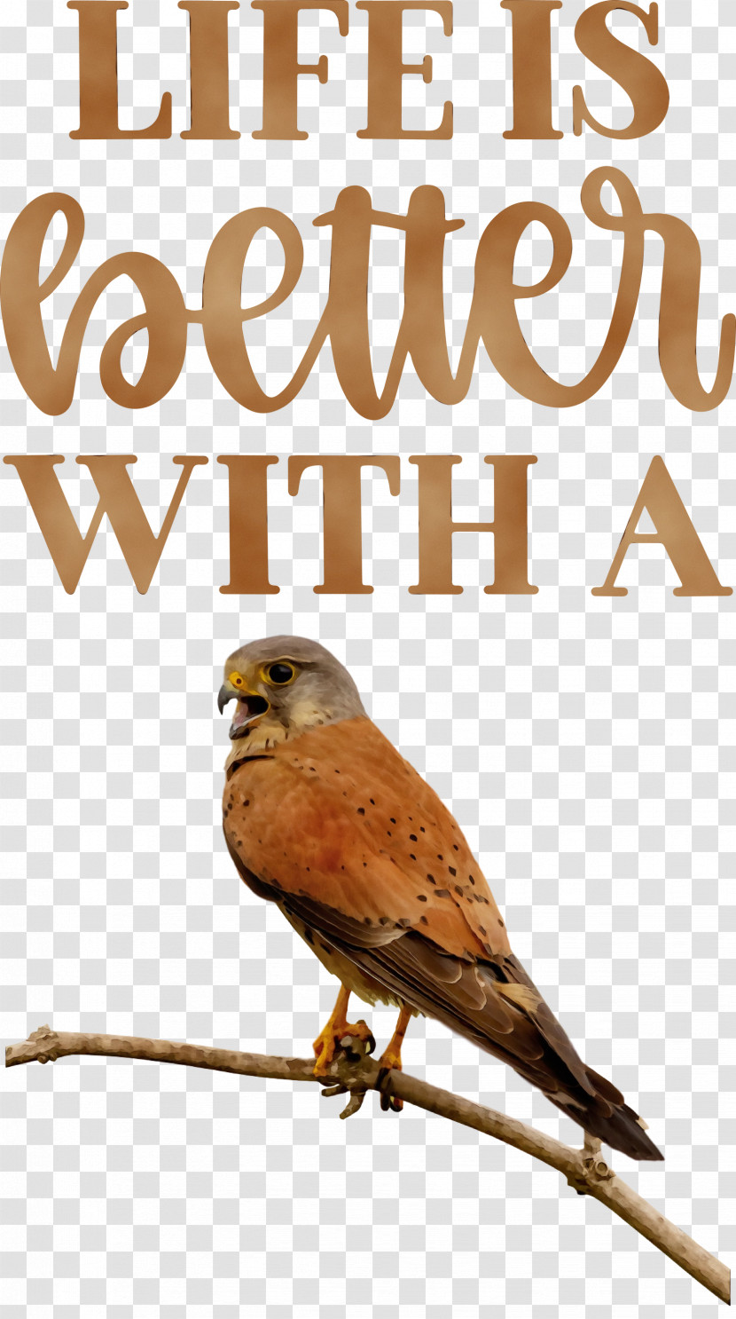 Birds Beak Font West Inn Hotel Meter Transparent PNG