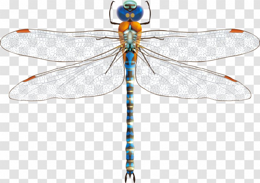 Dragonfly Download Euclidean Vector - Royaltyfree - Decoration Material Transparent PNG