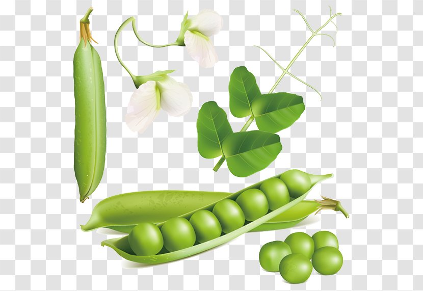 Snow Pea Euclidean Vector Stock Photography Royalty-free - Produce Transparent PNG