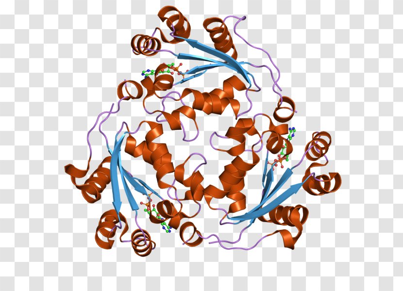 NME1-NME2 NM23-LV Nucleoside-diphosphate Kinase Art - Wikipedia - Metastasis Suppressor Transparent PNG