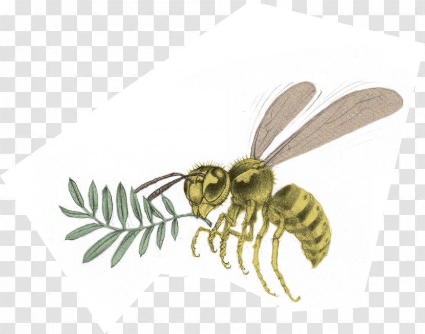 Honey Bee Hornet Wasp Yavapai College - Organism Transparent PNG