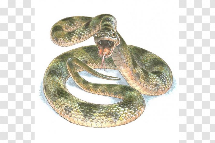 Common Garter Snake Reptile Color Science - Terrestrial Animal Transparent PNG