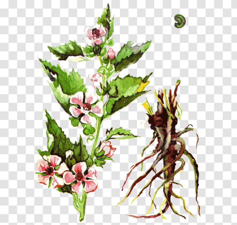 Одолень-трава Medicinal Plants Marsh Mallow - Common Motherwort - Plant Transparent PNG