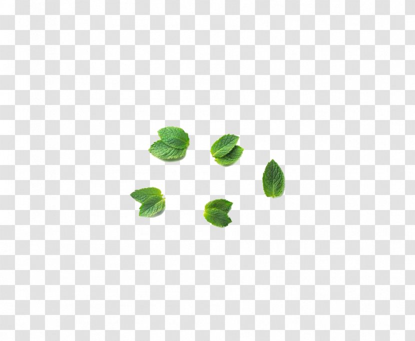 Green Mentha Canadensis Leaf - Gratis - Mint Transparent PNG