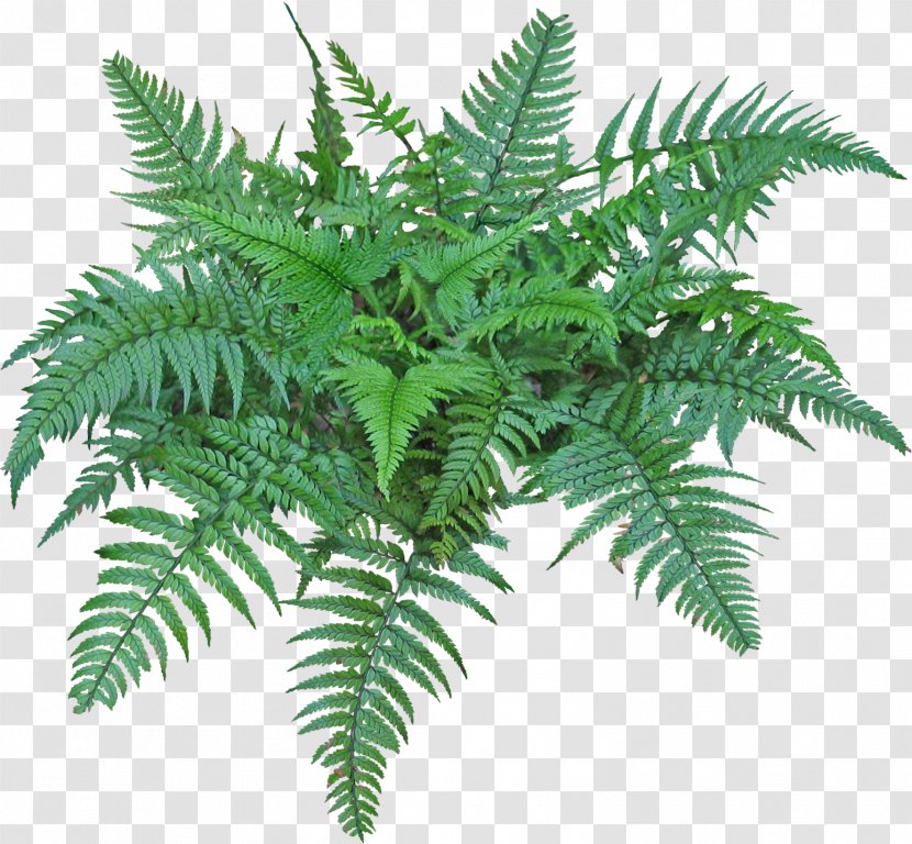 Fern Burknar Vascular Plant Clip Art - Ferns And Horsetails - Tropical Plants Transparent PNG